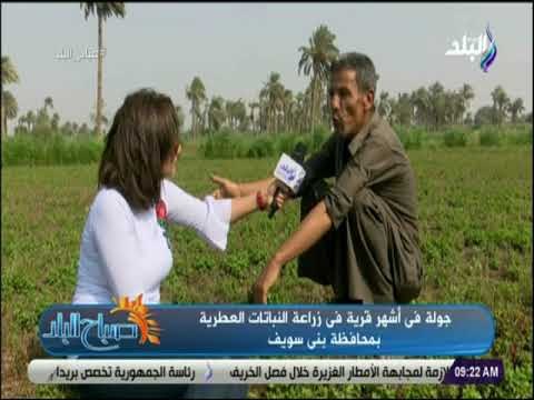 صباح البلد - حسن علام : النعناع البلدي يستمر بالارض خمس سنوات ونعناع الفلفلي لا يتحمل حرارة الجو