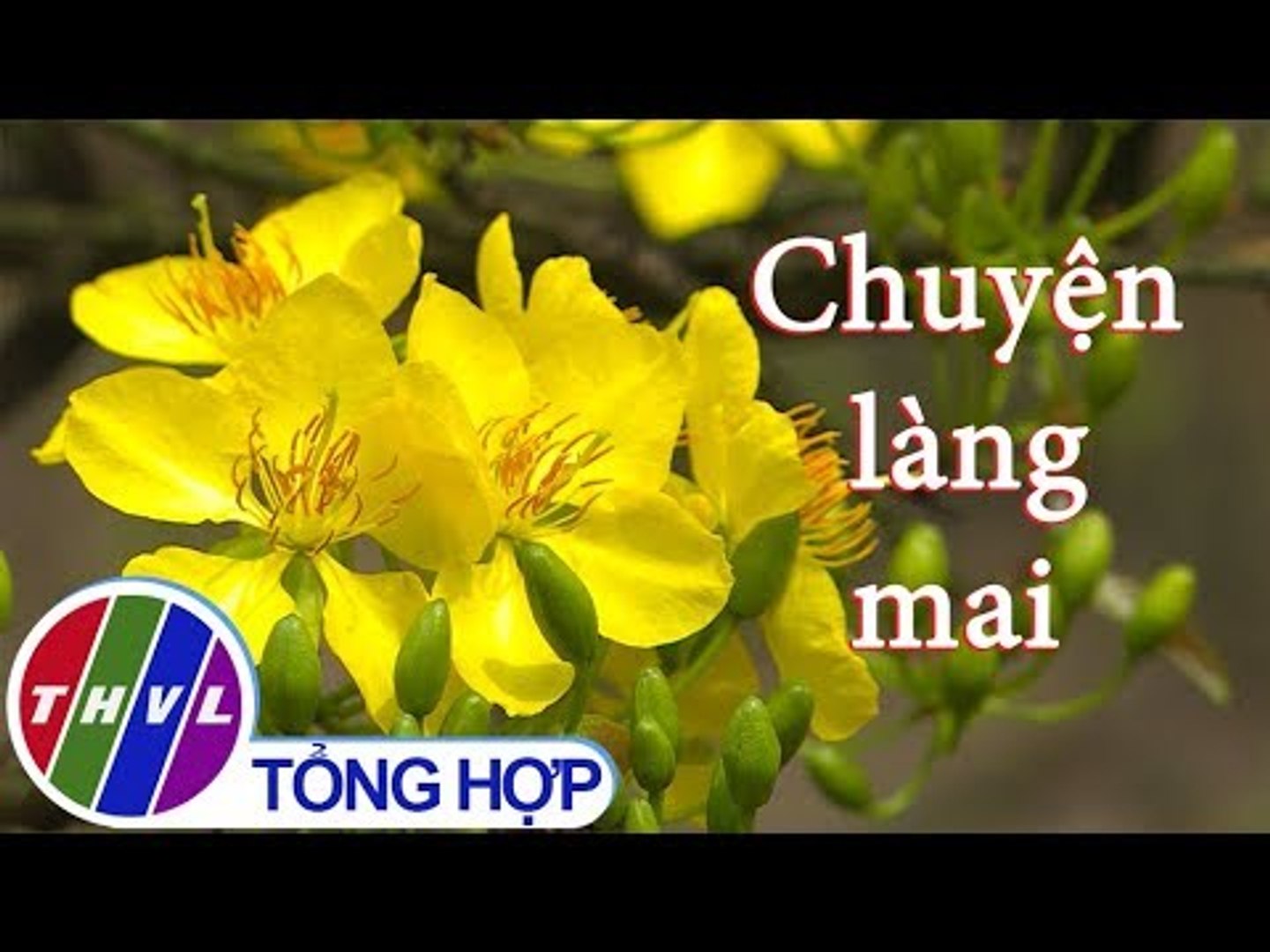 THVL | Ký sự Tết miền Tây: Chuyện làng mai