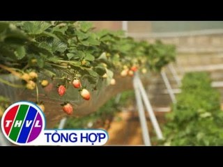 THVL | Khám phá vườn dâu thủy canh "siêu sạch" ở Đà Lạt