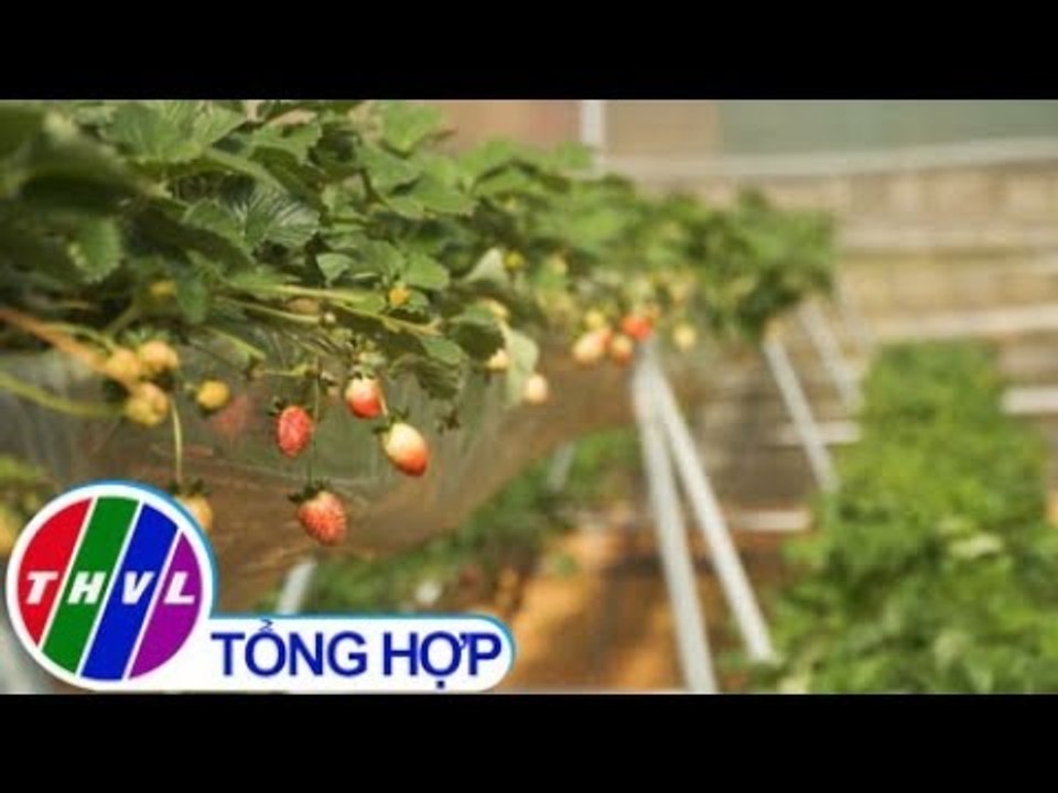 THVL | Khám phá vườn dâu thủy canh "siêu sạch" ở Đà Lạt