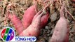 THVL | Nông nghiệp bền vững: Quản lý dịch hại tổng hợp trên cây khoai lang