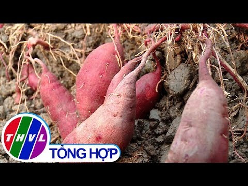 THVL | Nông nghiệp bền vững: Quản lý dịch hại tổng hợp trên cây khoai lang