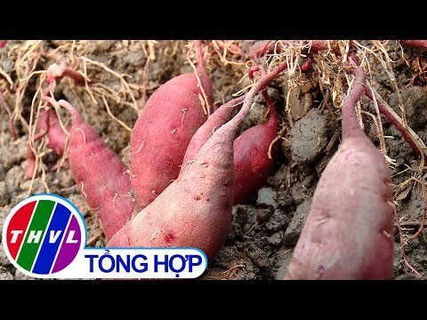 THVL | Nông nghiệp bền vững: Quản lý dịch hại tổng hợp trên cây khoai lang