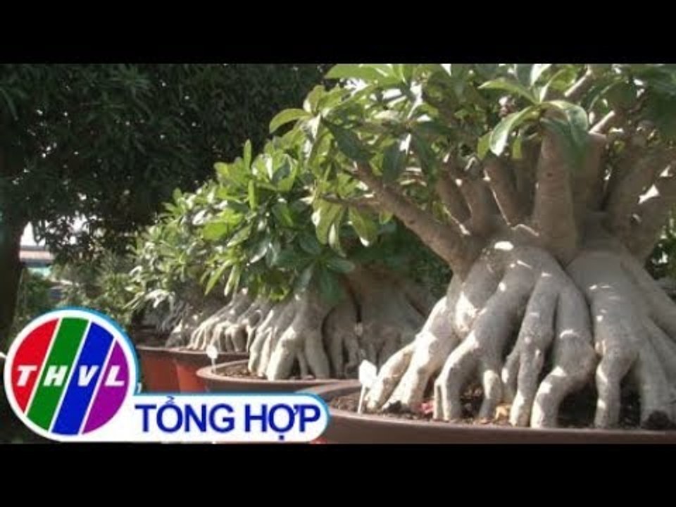 THVL | Nông dân sáng tạo: Nông dân Sa Đéc thành công với những cây sứ ghép độc đáo