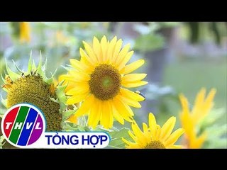 THVL | Vườn hướng dương thu hút nhiều du khách