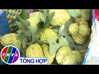 THVL | Nông dân Phú Yên bội thu nhờ mãng cầu chín đúng dịp tết