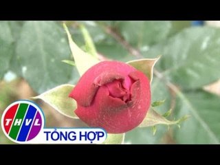 THVL | Giá hoa hồng cung cấp cho thị trường ngày Lễ tình nhân tăng mạnh