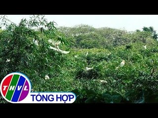 THVL | Những người bảo vệ chim trời ở miền Tây