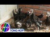 THVL | Nông dân sáng tạo: Thu nhập hàng chục triệu nhờ mô hình nuôi gà 
