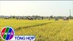 THVL |Trung tâm giống nông nghiệp Vĩnh Long hôi thảo khảo nghiệm giống vụ Đông Xuân