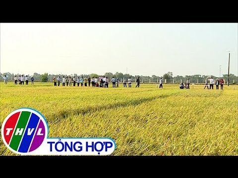 THVL |Trung tâm giống nông nghiệp Vĩnh Long hôi thảo khảo nghiệm giống vụ Đông Xuân