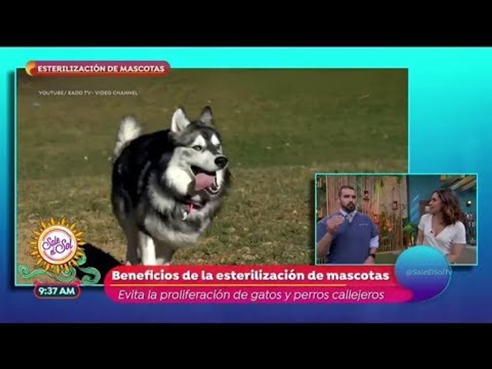 Los beneficios de la esterilización de mascotas | Sale el Sol