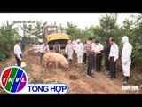 THVL | Lợn mắc dịch tả Châu Phi không chữa được, buộc phải tiêu hủy