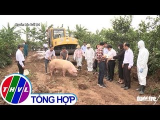 THVL | Lợn mắc dịch tả Châu Phi không chữa được, buộc phải tiêu hủy