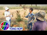 THVL | Nhiều hộ trồng cà chua thân gỗ ở Đắk Nông thiệt hại nặng