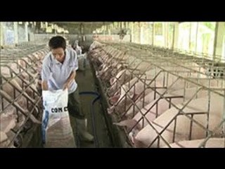 THVL | Phòng ngừa dịch tả heo châu Phi