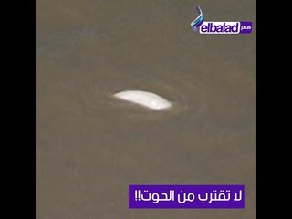 صدى البلد - حوت أبيض في نهر التايمز.. والسلطات تحذر المواطنين بعدم الاقتراب