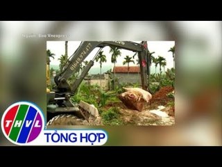 THVL | Dịch tả lợn châu Phi xuất hiện tại Hải Phòng