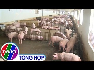 THVL | Nâng cao ý thức phòng ngừa dịch tả heo Châu Phi