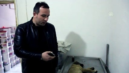 Duyarlı sürücünün çabası yaralı köpeği hayatta tuttu - DÜZCE