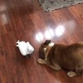 Bulldog Plays with Dancing Cockatoo