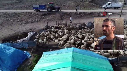 Koyun ve Kuzuların Renkli Buluşması Havadan Görüntülendi