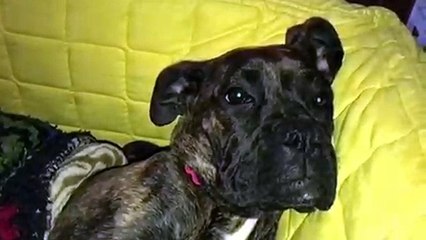 Ce chien a fait une bonne promenade !