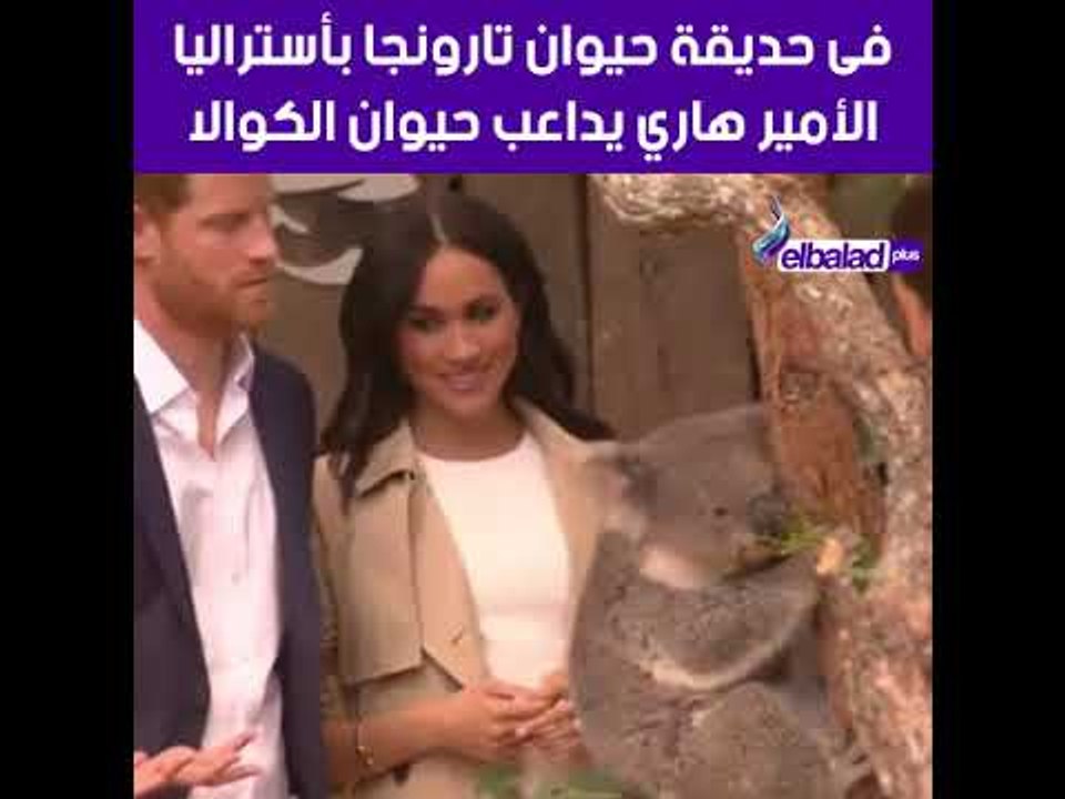 صدى البلد - خلال زيارة لأستراليا .. الامير هاري يداعب حيوان الكوالا في حديقة حيوان تارونجا بأستراليا