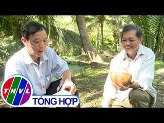 THVL | Nông nghiệp bền vững: Trồng dừa uống nước theo chuẩn xuất khẩu