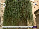 على مسئوليتي - أحمد موسي يدعو المصريين لزيارة شجرة العليقة المباركة بدير سانت كاترين وجبل التجلي