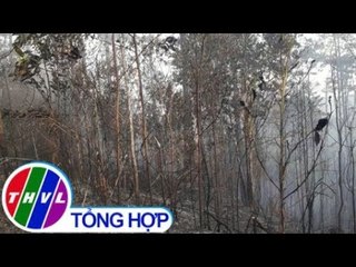 THVL | 5 héc-ta rừng keo tái sinh ở Lâm Đồng bị thiêu rụi