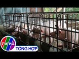 THVL | Vĩnh Long triển khai kế hoạch phòng chống dịch tả heo châu Phi