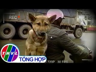 THVL | Hoang mang cảnh chở chó ngồi sau như con người