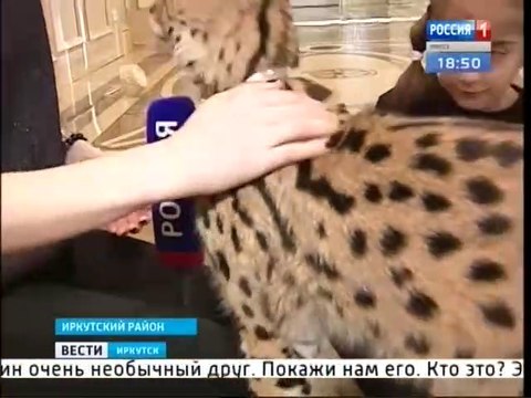Cette famille russe vie avec un très gros chat... Jeune lynx impressionnant