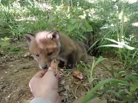Il nourrit un bébé renard pas si timide que ça... Adorable