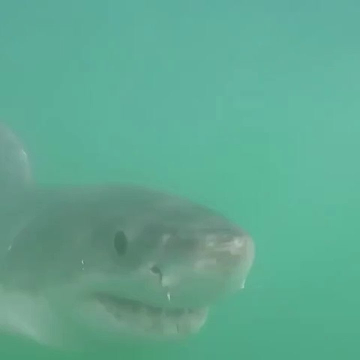 Un grand requin blanc menace un  plongeur ! Terrifiant