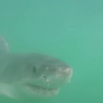 Un grand requin blanc menace un plongeur ! Terrifiant
