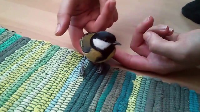 Cet oiseau adorable n'est pas très sauvage