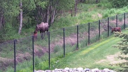 Un bébé élan séparé de sa maman par un grillage réussi à retrouver sa famille