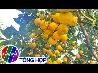 THVL | Chào buổi sáng (28/01/2019)