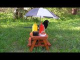 Person Makes Picnic Table Feeding Station for Squirrels and Birds