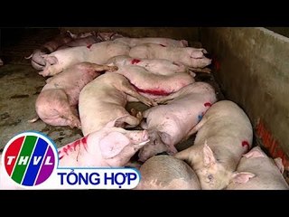 THVL | Ngăn ngừa dịch tả heo Châu Phi từ khâu vận chuyển