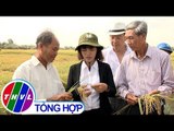 THVL | Nông nghiệp bền vững: Thạnh Hóa thực hiện thành công mô hình sản xuất lúa hữu cơ