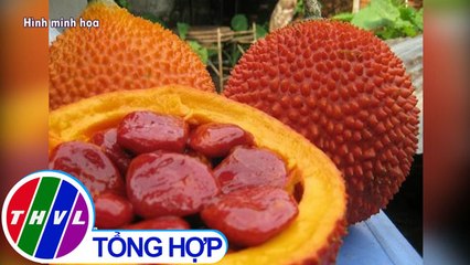 THVL | Uống rượu hạt gấc chữa đau lưng, một phụ nữ nguy kịch