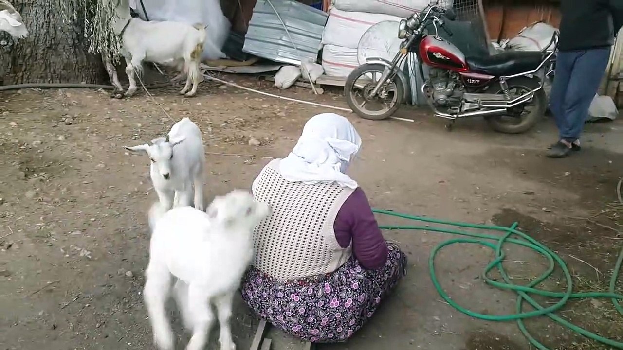 Teyzenin Tepesine Çıkan oğlaklar
