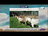 صباح البلد - الزراعة : استيراد 7 آلاف و540 رأسا من ماعز البور لتقليل الفجوة في اللحوم الحمراء