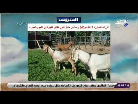 صباح البلد - الزراعة : استيراد 7 آلاف و540 رأسا من ماعز البور لتقليل الفجوة في اللحوم الحمراء