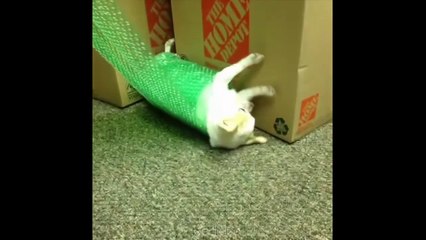 Try Not To Laugh Compilation #7 - Best Funny dogs videos - FUNNIEST ANIMAL VIDEOS 2018  - YouTube_2