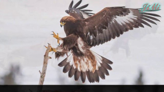 Đại Bàng Vàng Loài Chim Săn Mồi To Lớn Dũng Mãnh Của Bầu Trời
