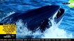 Découvrez les images impressionnantes d'un plongeur sud-africain avalé par une baleine ... qui le recrache vivant !